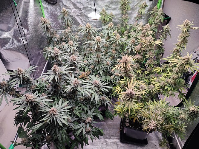 Growreport Bild 57