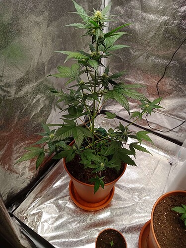 Compress_20240601_200625_5437