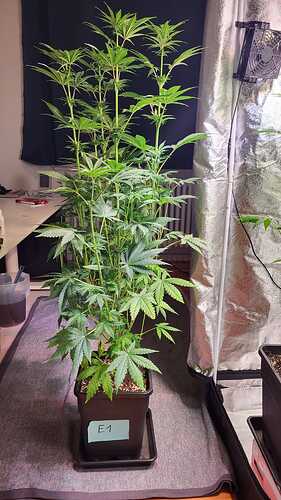 Growreport Bild 5