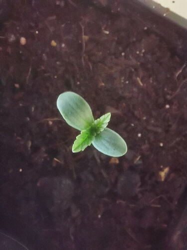 Lucky Hemp, Keimung Makro (6)