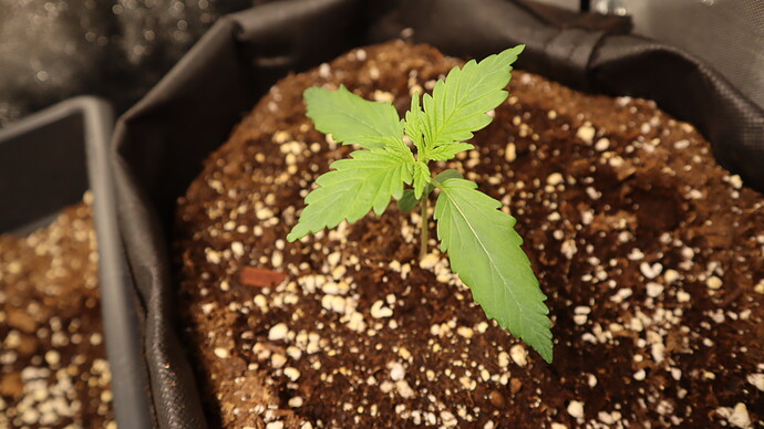 Growreport Bild 7