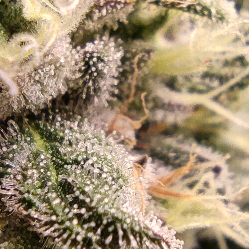 Growreport Bild 18