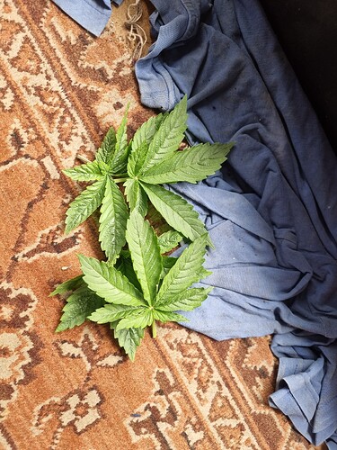Zwei junge Cannabisblätter liegen auf einem Teppich neben einem blauen Stoff.