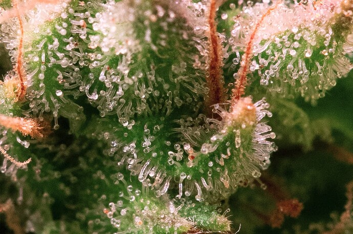Trichome Durban Poison