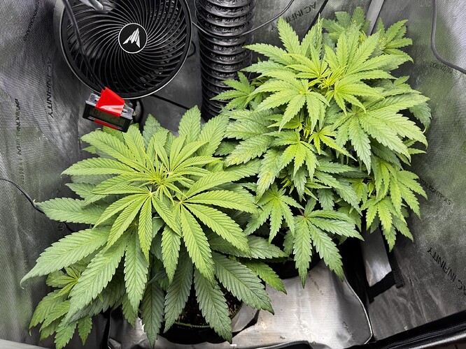 Growreport Bild 2