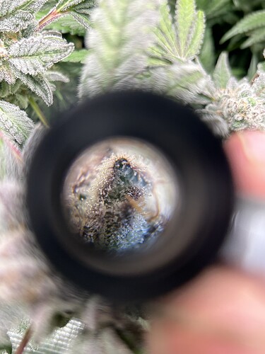 Growreport Bild 1