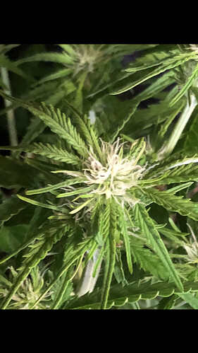 Growreport Bild 3