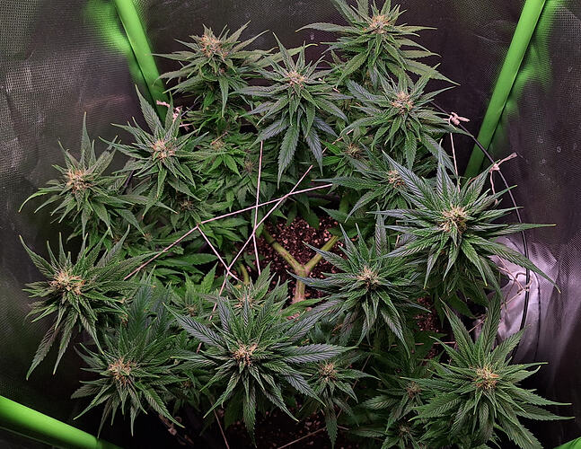 Growreport Bild 1