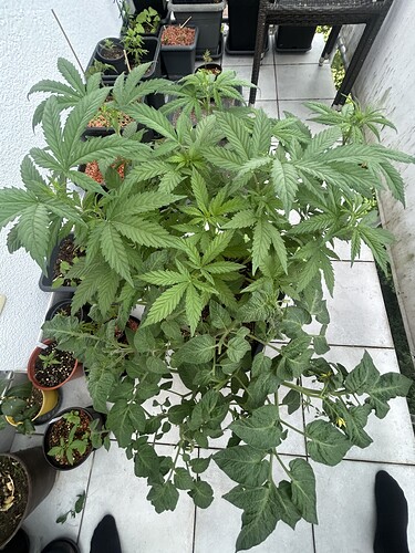 Growreport Bild 14