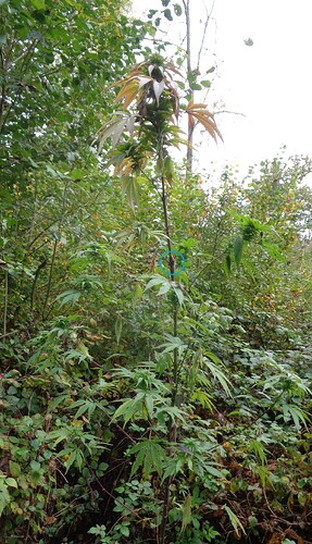 Nepal Jam