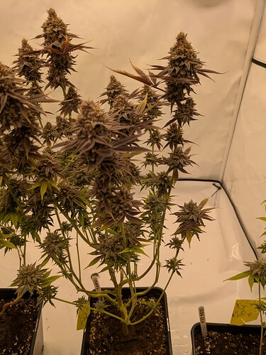 PXL_20240729_140306285