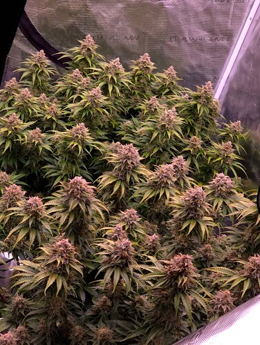 Growreport Bild 4