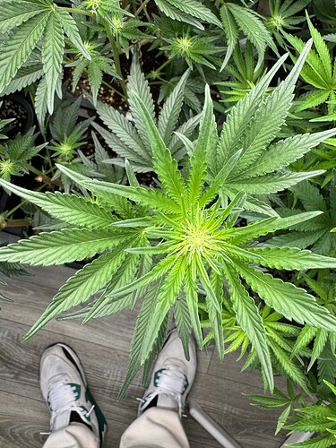 Growreport Bild 5