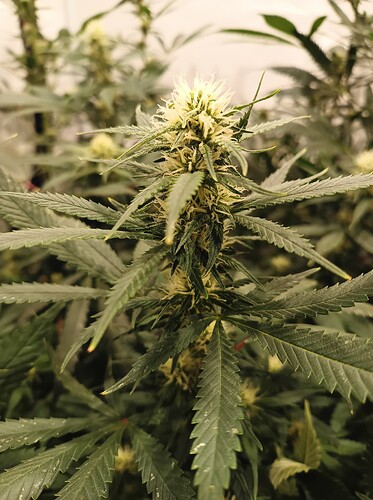 Growreport Bild 2