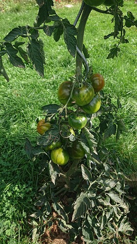Growreport Bild 6