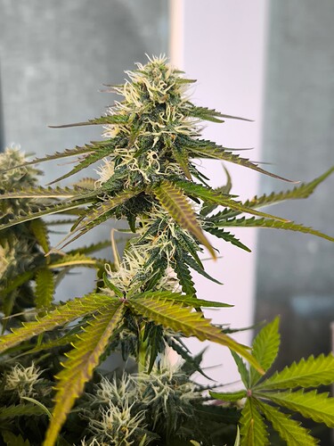 Growreport Bild 12