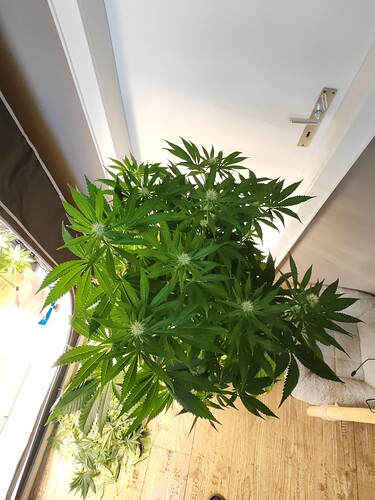 Growreport Bild 8