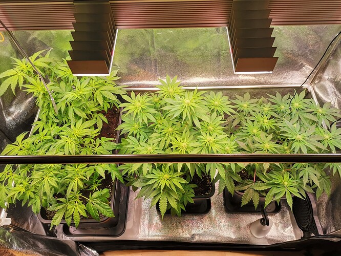 Mix grow BT20 (2)