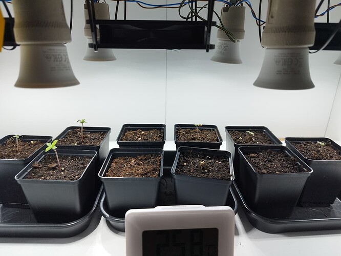 Growreport Bild 3