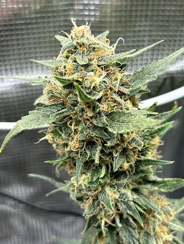 Growreport Bild 30