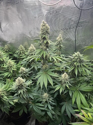 Growreport Bild 4