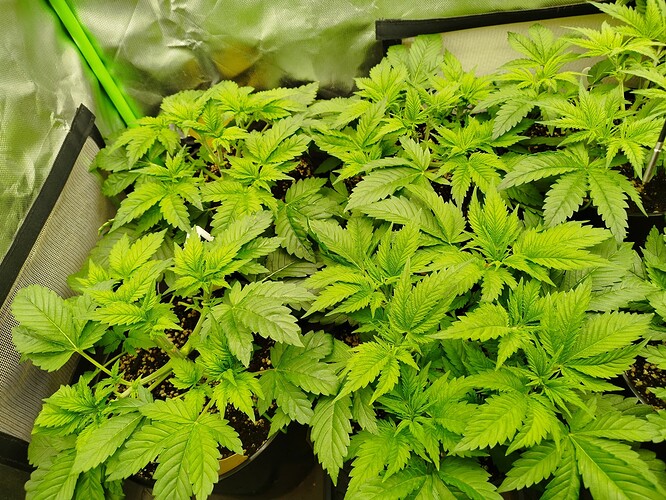 Growreport Bild 5