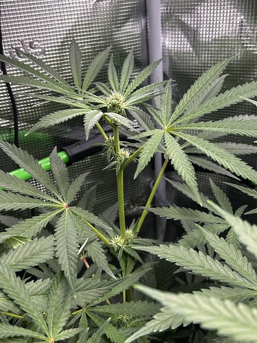 Growreport Bild 54