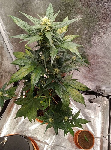 Compress_20240605_195908_8888