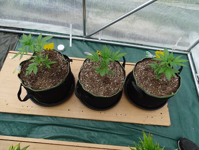 Growreport Bild 17