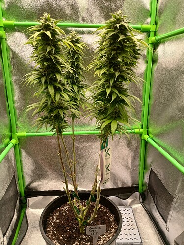 Growreport Bild 11