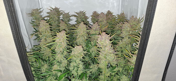 ak_auto_bt62