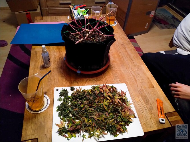 Growreport Bild 3