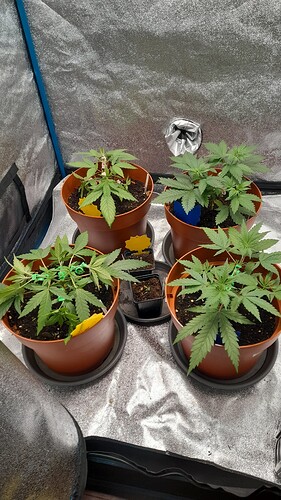 Growreport Bild 6