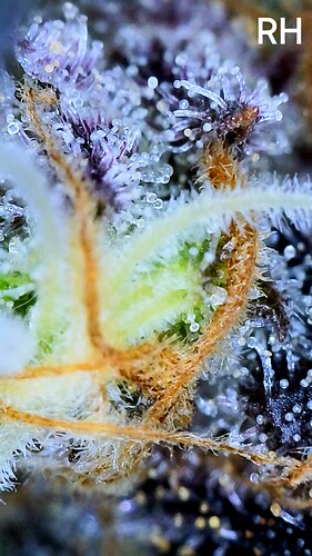 Growreport Bild 7