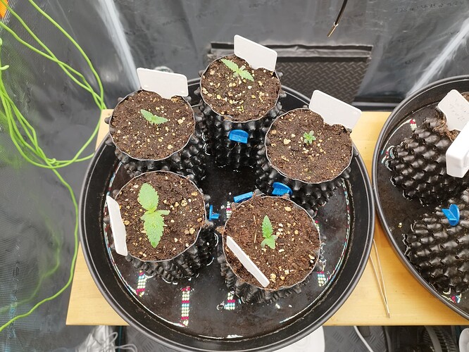 Growreport Bild 14