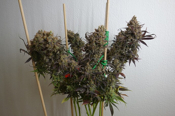 Growreport Bild 19