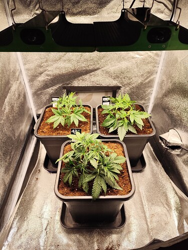 Growreport Bild 9