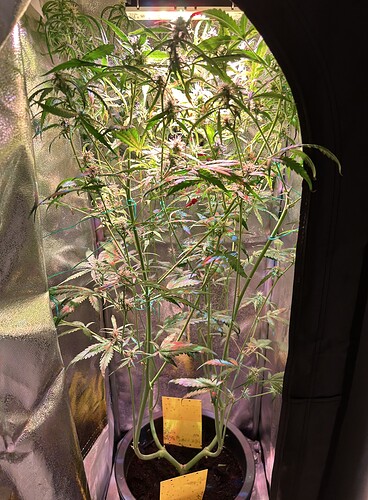 Growreport Bild 2