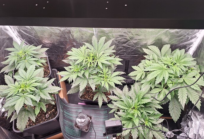 Growreport Bild 1