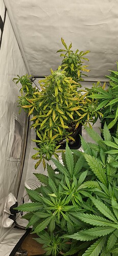 Growreport Bild 32