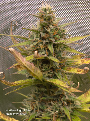 Nahaufnahme eines Cannabis-Buds in der Blütephase mit sichtbaren braunen Blattflecken.