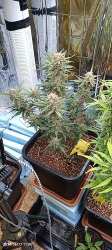 IMG_20240617_110650_231