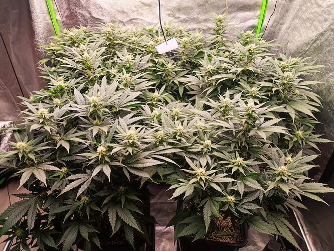 Growreport Bild 20