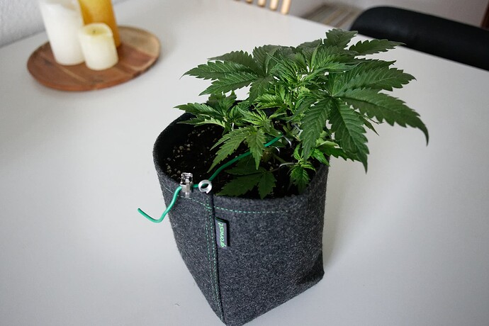 Growreport Bild 4