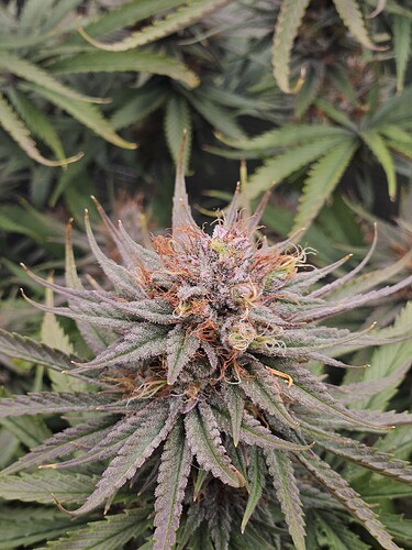 Growreport Bild 34