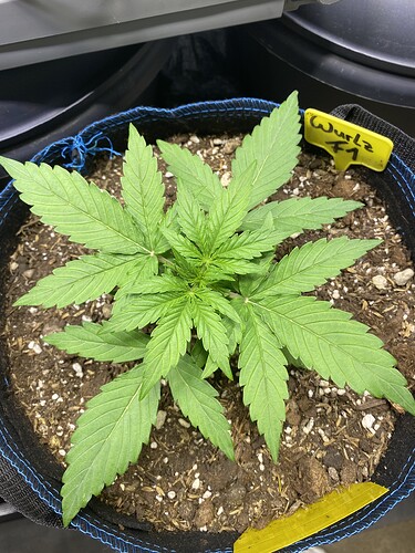Growreport Bild 28