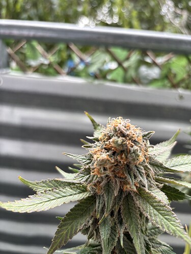 Growreport Bild 12