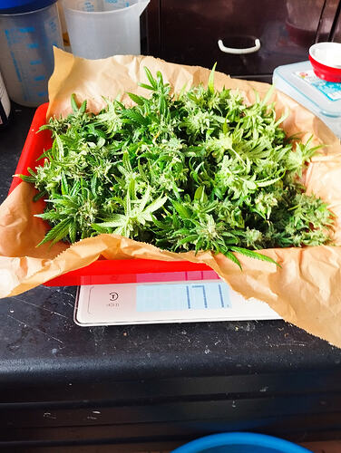 Growreport Bild 9