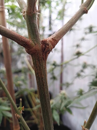 Growreport Bild 41