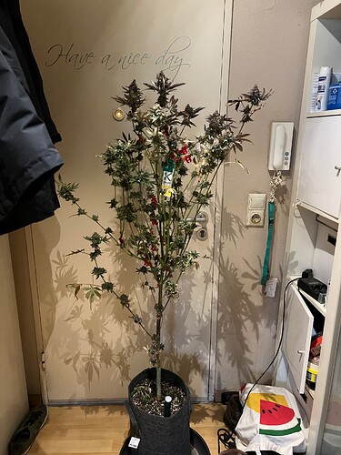 Growreport Bild 1